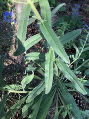 Echium vulgare