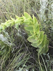 Hylotelephium maximum ruprechtii