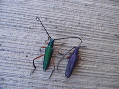 Plinthocoelium chilense