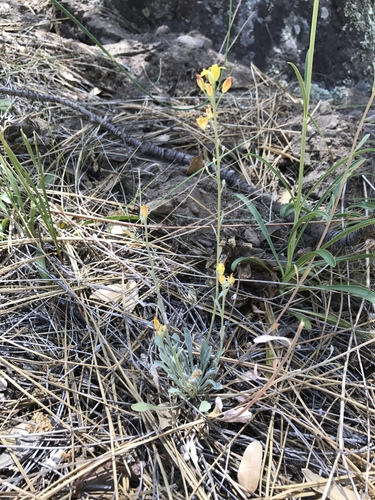 Physaria palmeri