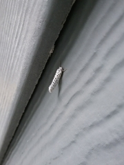 Yponomeuta multipunctella