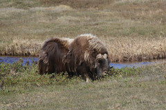 Ovibos moschatus