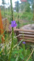 Stachytarpheta urticifolia