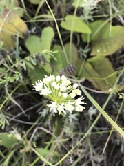Allium flavescens