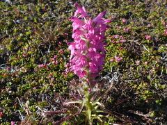 Pedicularis lanata