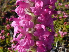 Pedicularis lanata