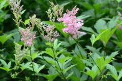 Filipendula
