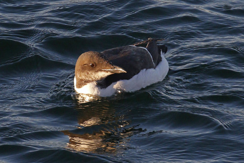 Thick-billed Murre