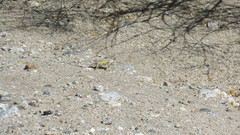 Callisaurus draconoides rhodostictus