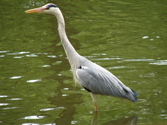 Ardea cinerea