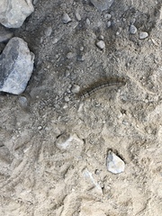 Thaumetopoea pityocampa