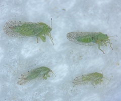 Craspedolepta angustipennis