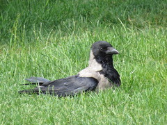 Corvus cornix