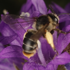 Melitta haemorrhoidalis