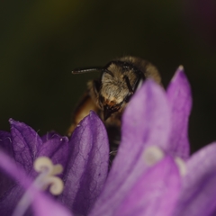 Melitta haemorrhoidalis