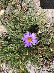 Aster alpinus