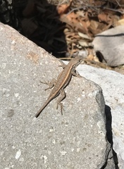Sceloporus virgatus