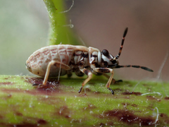 Nithecus jacobaeae
