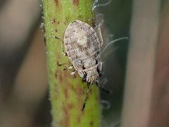 Nithecus jacobaeae