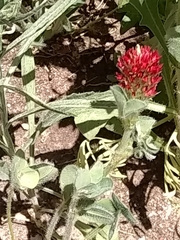 Trifolium incarnatum