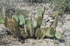 Opuntia valida