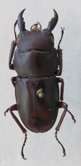 Telodorcus