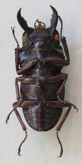 Telodorcus