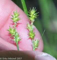 Stellulatae