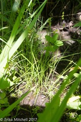Stellulatae