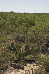 Opuntia valida