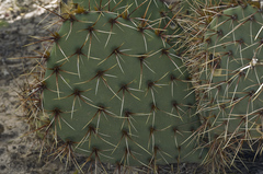Opuntia valida