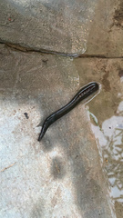 Haemopis sanguisuga