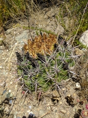 Ferocactus viridescens