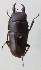 Telodorcus