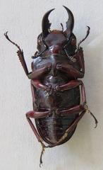 Telodorcus