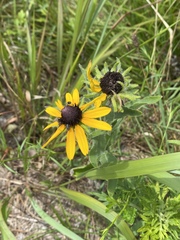 Rudbeckia hirta pulcherrima