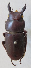 Telodorcus