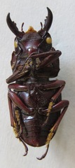 Telodorcus