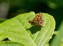 Carterocephalus mandan
