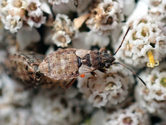 Nithecus jacobaeae