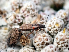 Nithecus jacobaeae