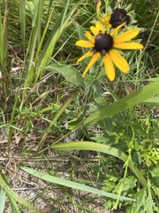 Rudbeckia hirta pulcherrima