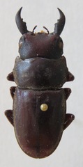 Telodorcus