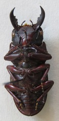 Telodorcus
