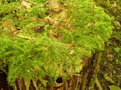 Herzogiella seligeri