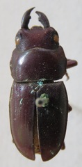 Telodorcus