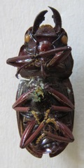 Telodorcus