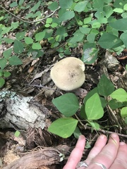 Caloboletus inedulis