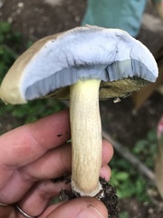 Caloboletus inedulis