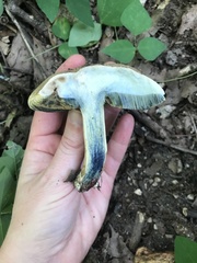 Caloboletus inedulis